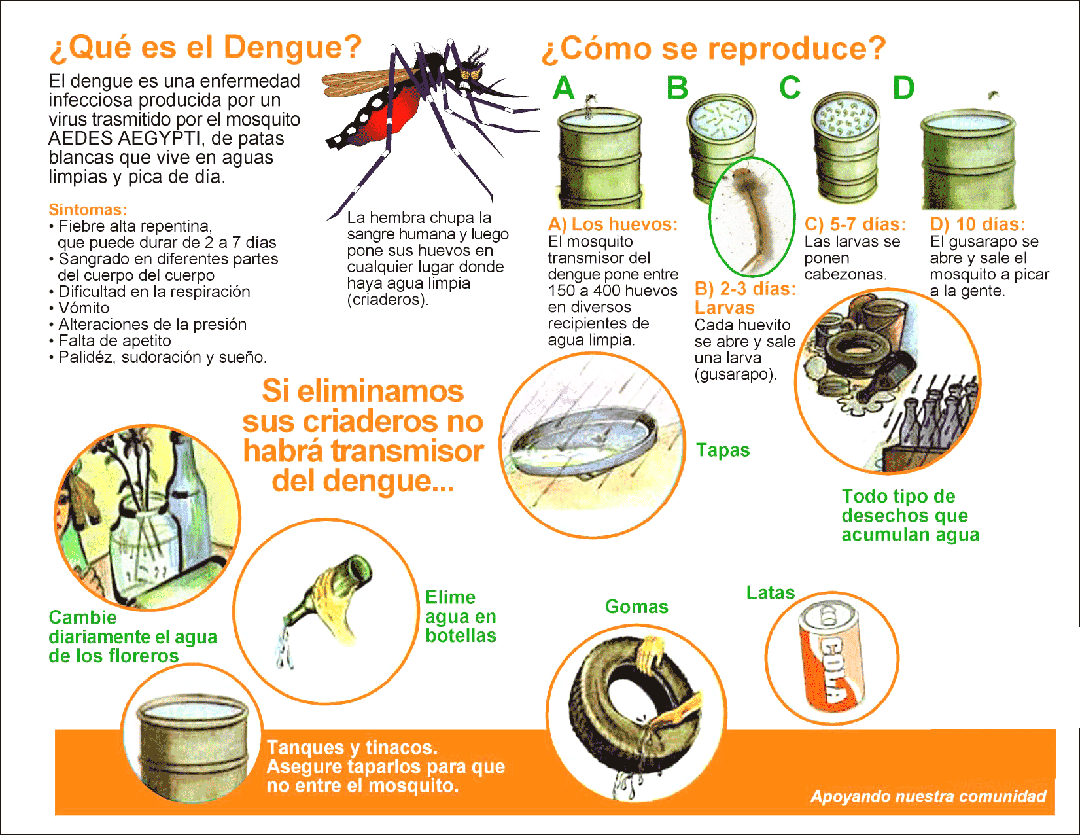 Para evitar el Dengue tienes que tener en cuenta las siguientes
