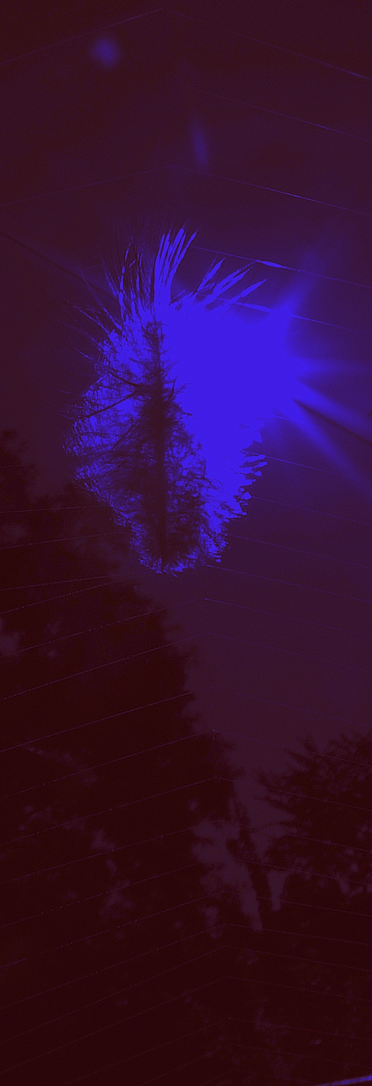 [tollpihe+pókhálóban.jpg]