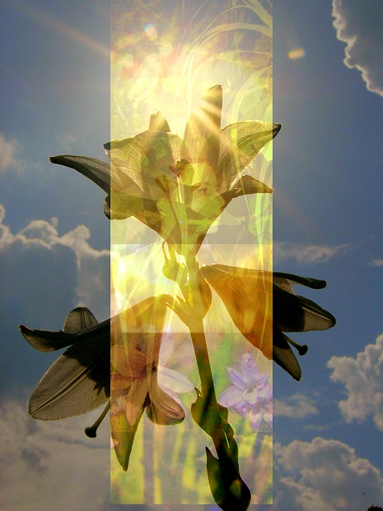 [A+csodálatos+viráglajtorja.jpg]