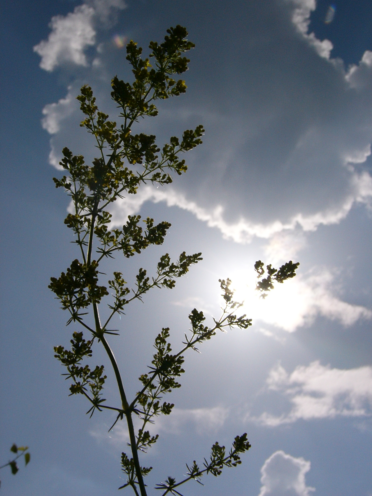 [fény-virágok-3.JPG]