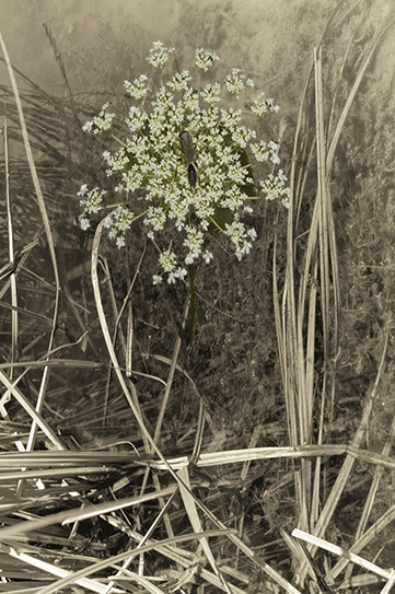 [Nádas+Úny+mellett+kicsi+DSC_7513.jpg]