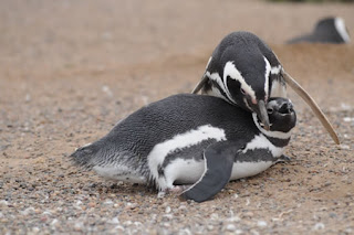 Punta Tombo - Penguins and the courting Punta Tombo - Penguins and the courting