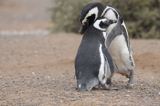 Punta Tombo - Penguins and the courting Punta Tombo - Penguins and the courting