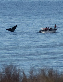 Whale Watching With Kids in Valdes Peninsula, Patagonia