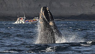 Whale watching, a great show for every photographer and nature’s lover