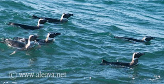 Centinelas del Pingüino - Proyecto Científico de mas de 25 años en Punta Tombo
