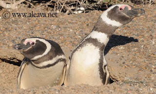 Centinelas del Pingüino - Proyecto Científico de mas de 25 años en Punta Tombo