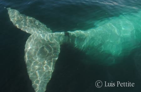 Whale watching tours White Whale