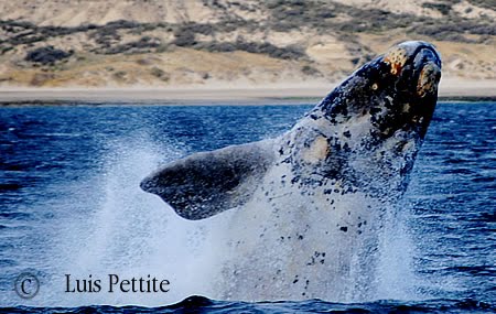 White Whale, a peculiarity on the Whale watching tours