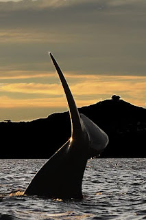 Whale Watching Valdes Peninsula