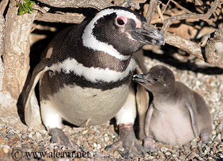 Pichones de Pinguinos de magallanes en Patagonia Argentina Pingüinos - Los Pichones aumentan de peso, día a día