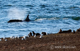 Orcas Season in Punta Norte Valdes Peninsula