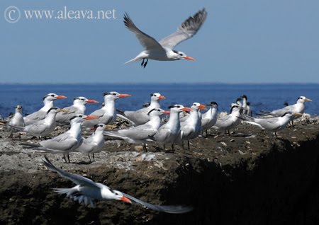 Gaviotines Sudamericanos observados en los Paseos Náuticos en Puerto Pirámides Gaviotines Sudamericanos observados en los Paseos Náuticos en Puerto Pirámides