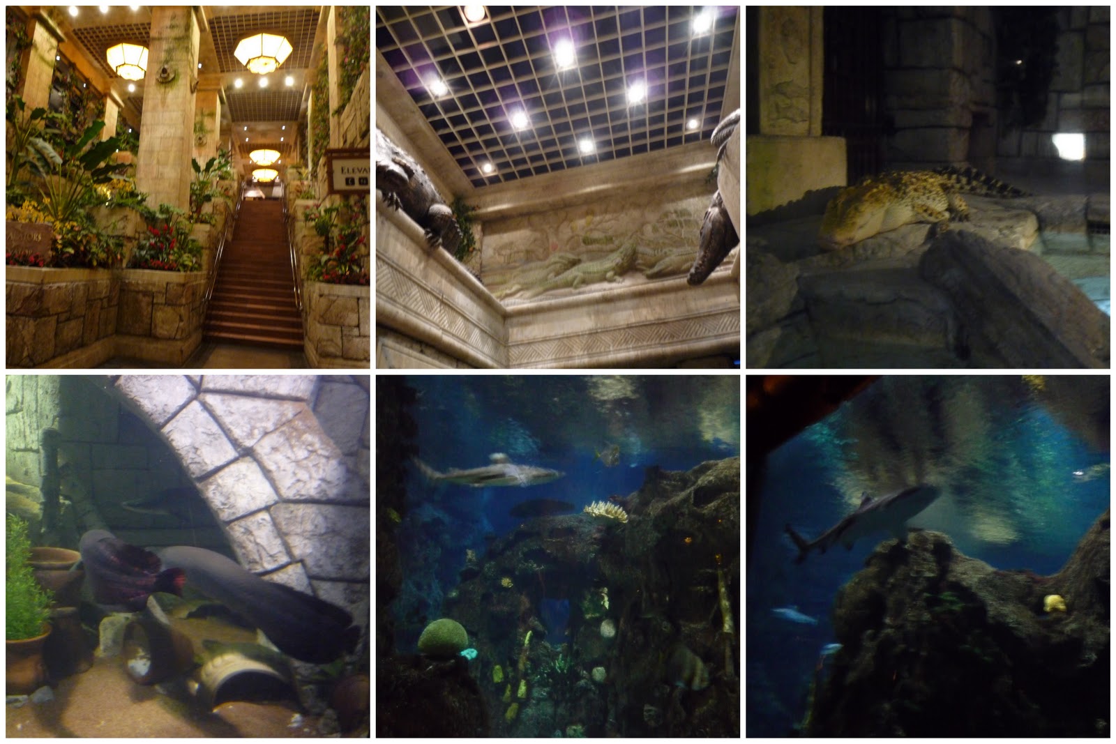 Discount coupons for shark reef mandalay bay