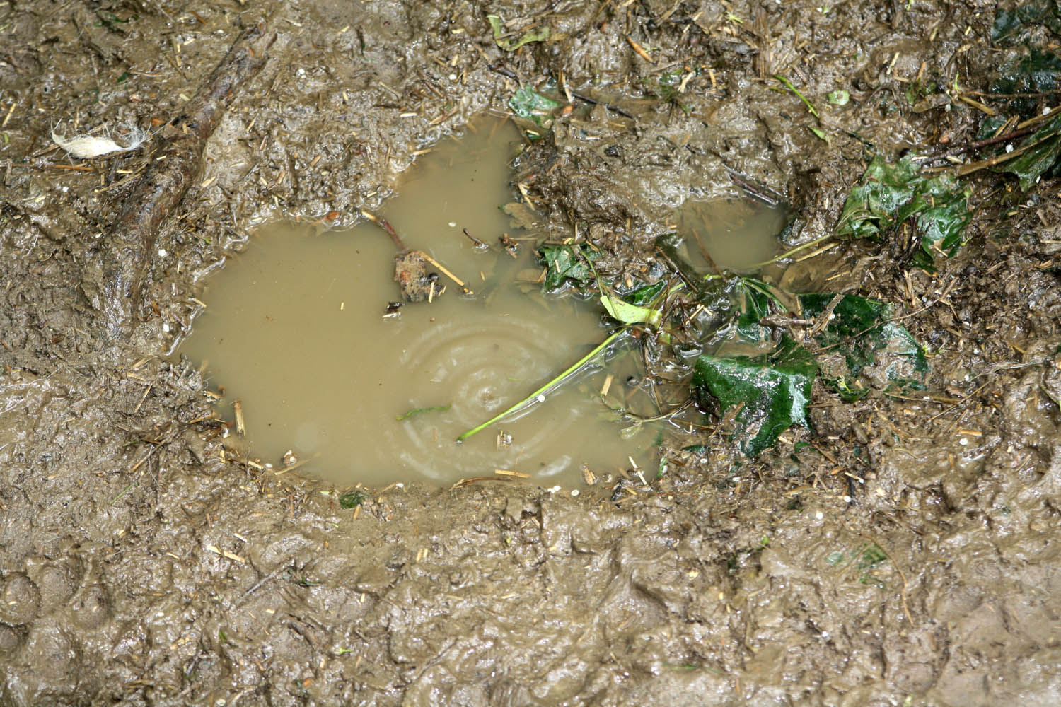 mud puddle