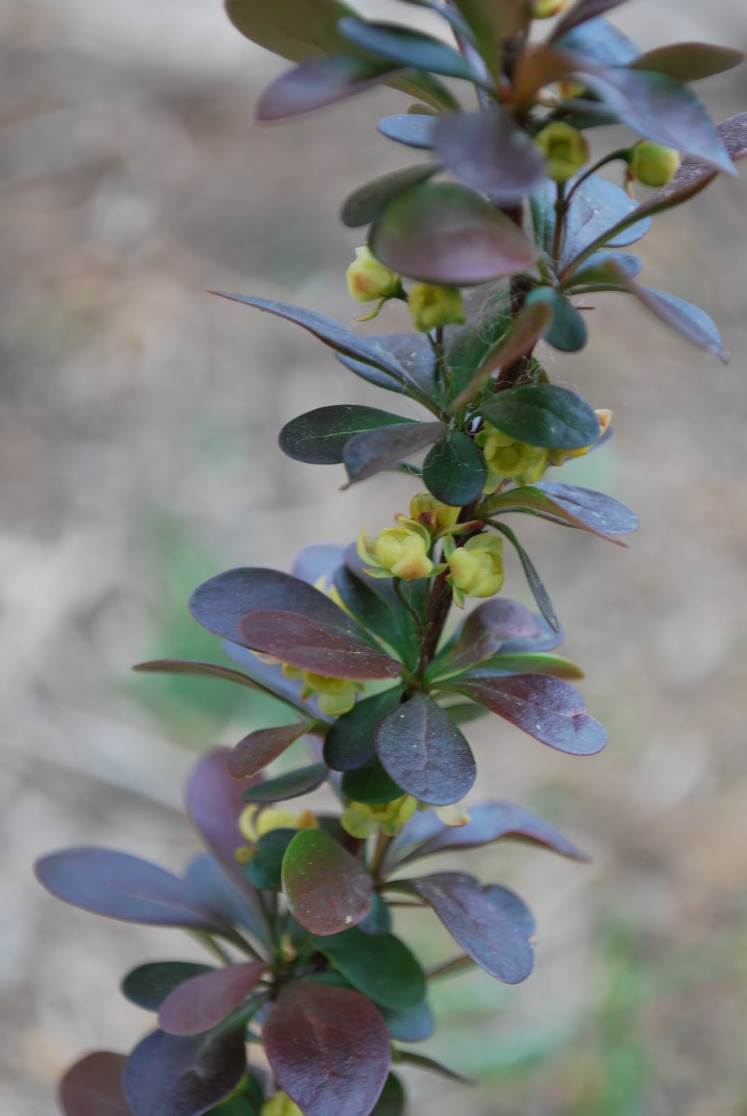 Greenish Thumb Gbbd November More Blooms Than Before