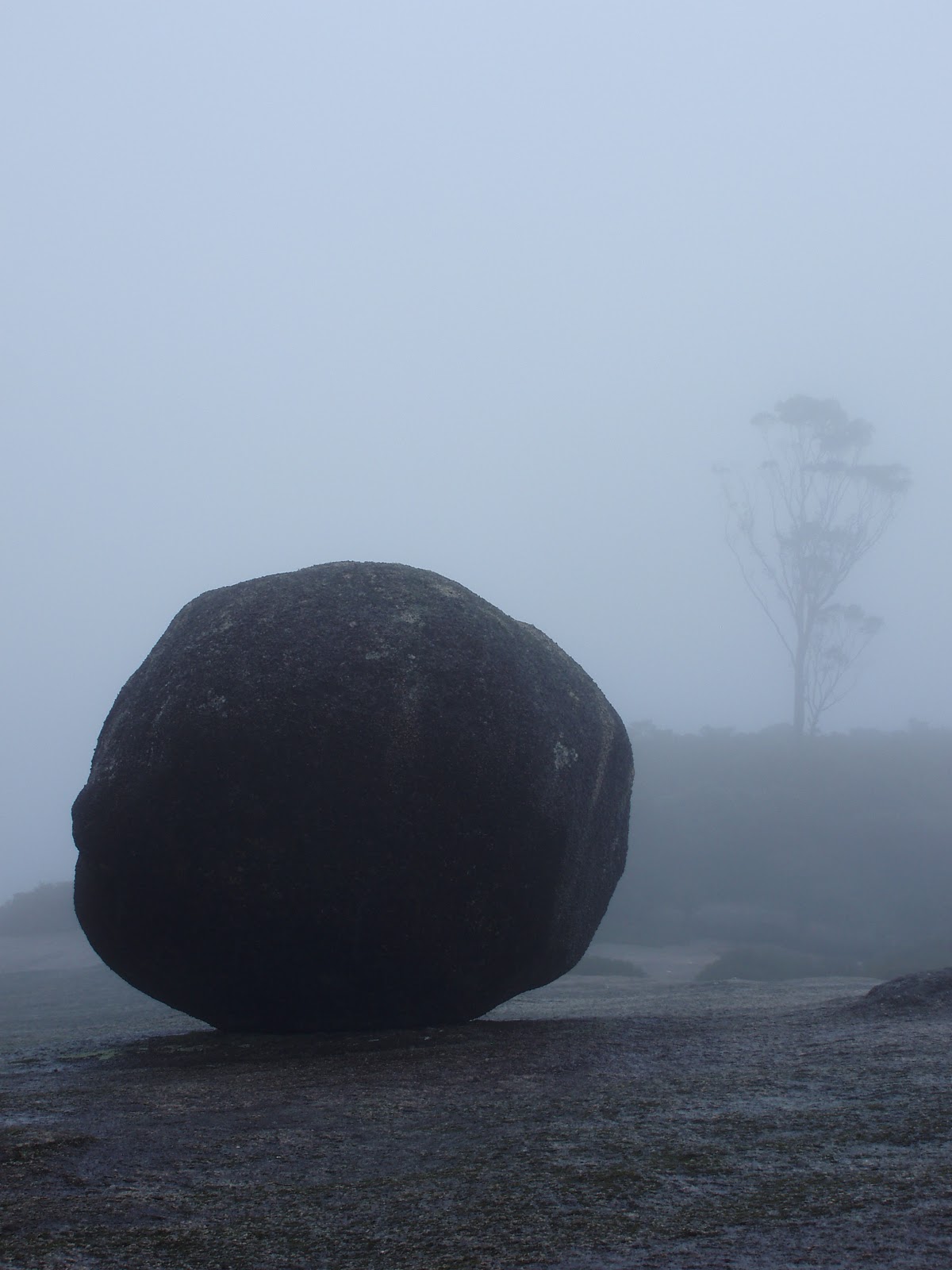 Uprooted Gardener Bald Rock National Park