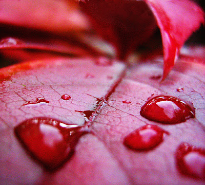 A chuva cai e eu sigo enfeitiçado pelo seu carinho Fotografia em macro mostra gotas de chuva que permanecem na folha vermelha, após a tempestade, uma imagem muito linda