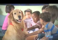 Joe é o cão terapeuta da raça Golden Retriever que alegra as crianças com câncer Joe é o cão terapeuta da raça Golden Retriever que alegra as crianças com câncer