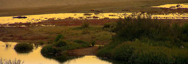 ATARDECE.......EL SOL DORA CUANTO TOCA, CONVIRTIENDOLO EN ORO...