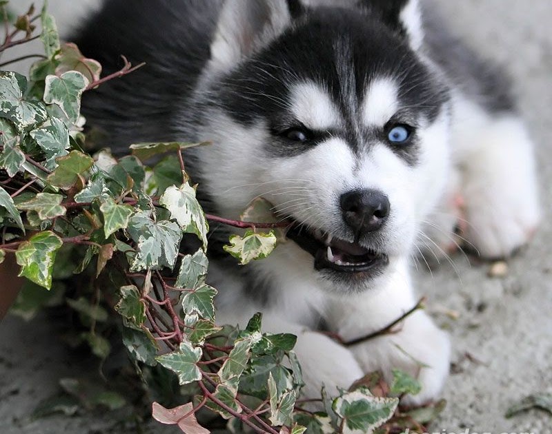 Dog And Puppy D P Don T Buy Siberian Husky Puppy