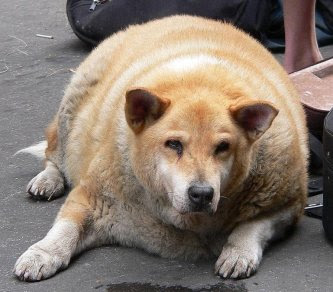 fat dogs puppies