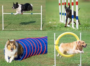 dogs puppies agility training
