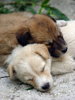 puppies photo sleep dog