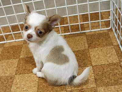 Beside that, the chihuahua Beside that, the chihuahua