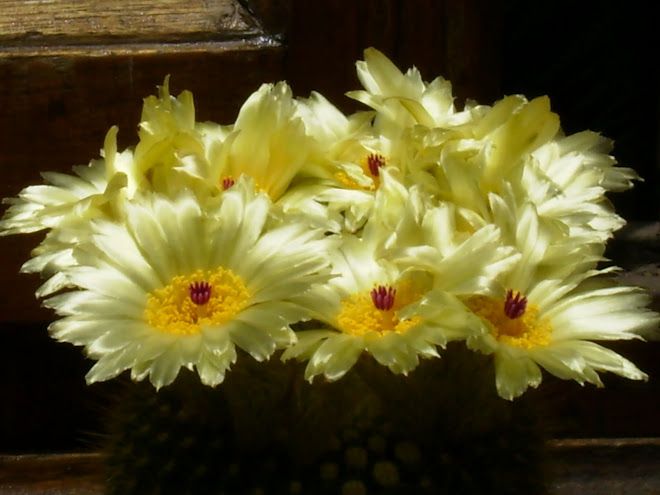 Parodia werdermanniana