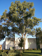 Eucalyptus Trees