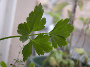 Parsley 10