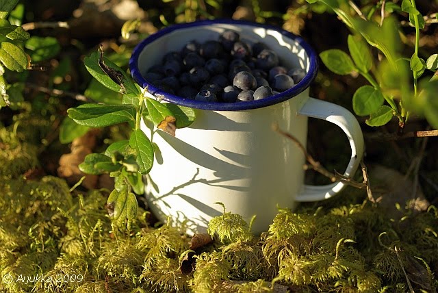 [_IGP3697_haaste_vko33.jpg]