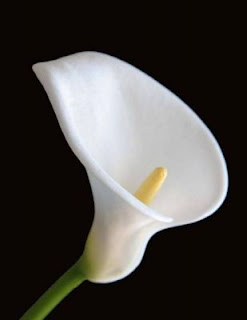 Significado de soñar con flores blancas. Significado de soñar con flores blancas.