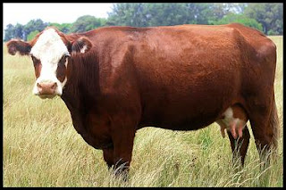 vaca Hereford vaca Hereford