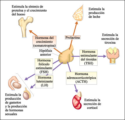 Metabolismo de esteroides ppt