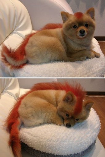 Mozilla Firefox logo history Mozilla Firefox logo history