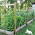 Annie's Kitchen Garden: September 22, 2009: Home Made Seed Mat Tutorial