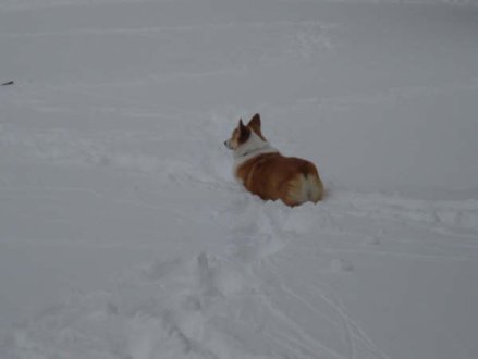 [tootsiepup7.jpg]