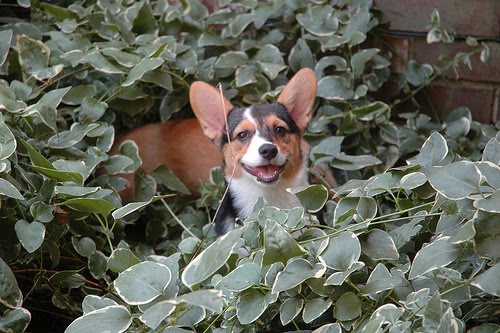 [piperpuppy.jpg]