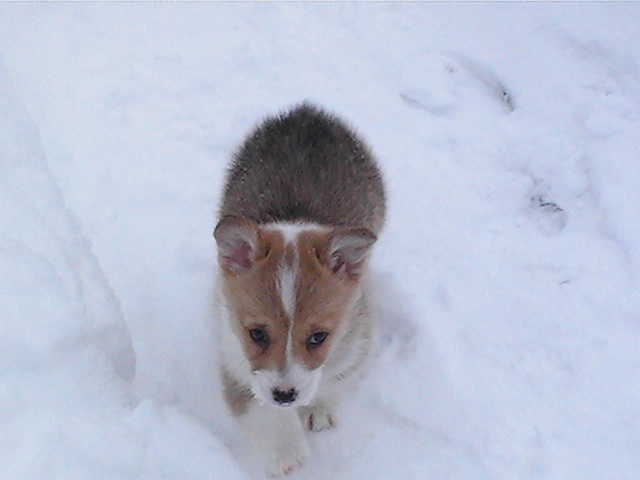 [chesneypup2]