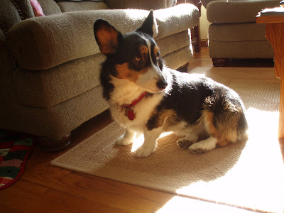 Training the Pembroke Welsh Corgi – Dogster