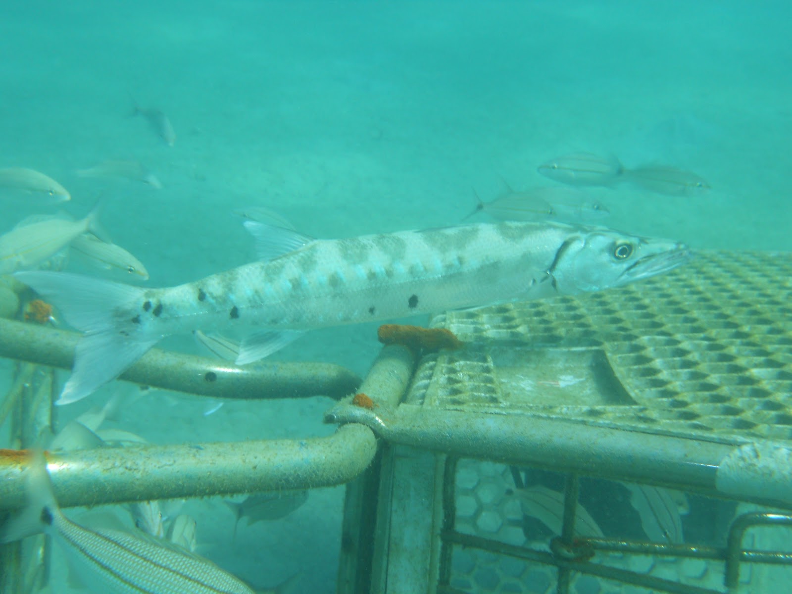 Common Shallow Water Marine Organisms Great Barracuda
