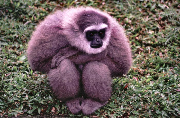 external image javan_gibbon_L.jpg