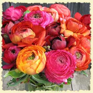 picture of ranunculus