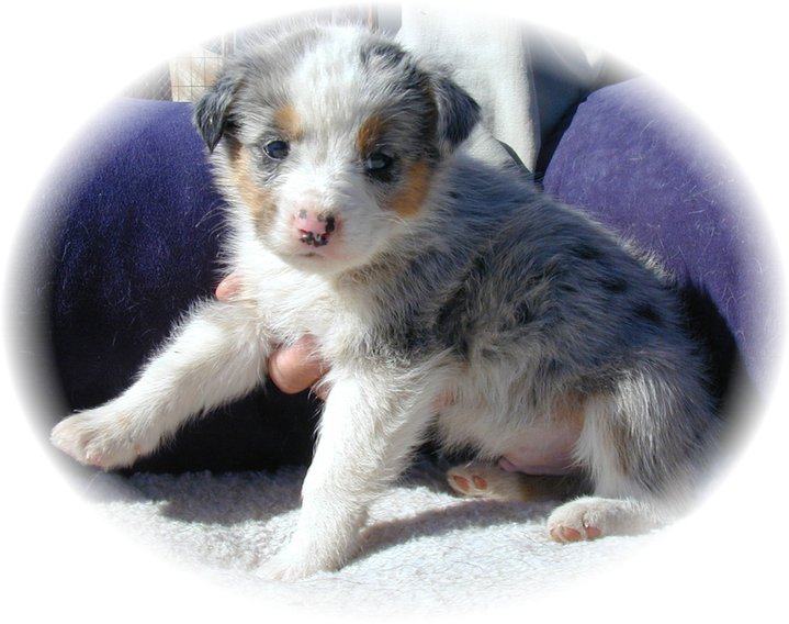 aussie mix puppies