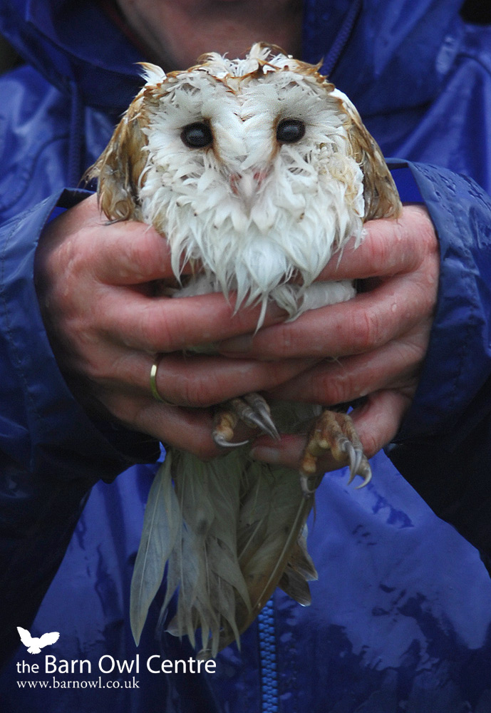 Barn Owl Centre October 2010