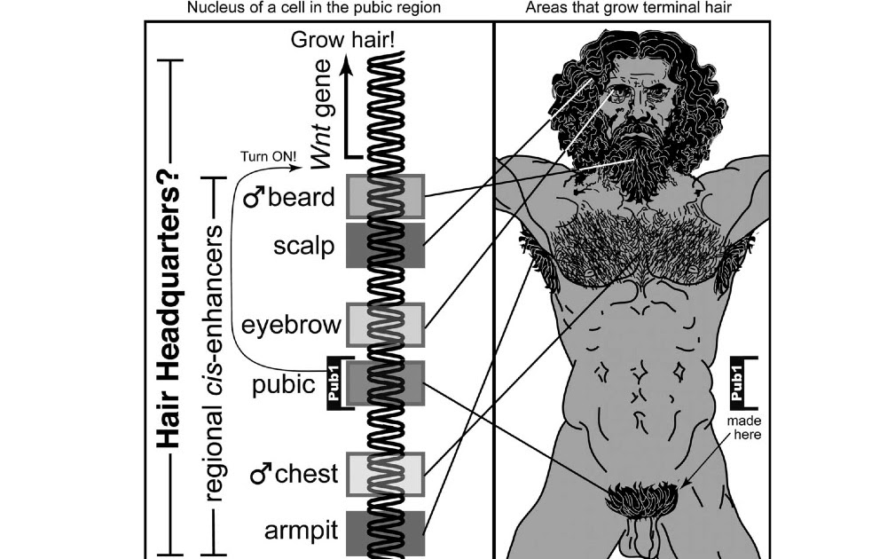 Yale Molecular Anthropology Lab EvoDevo Hair Growth Schematic