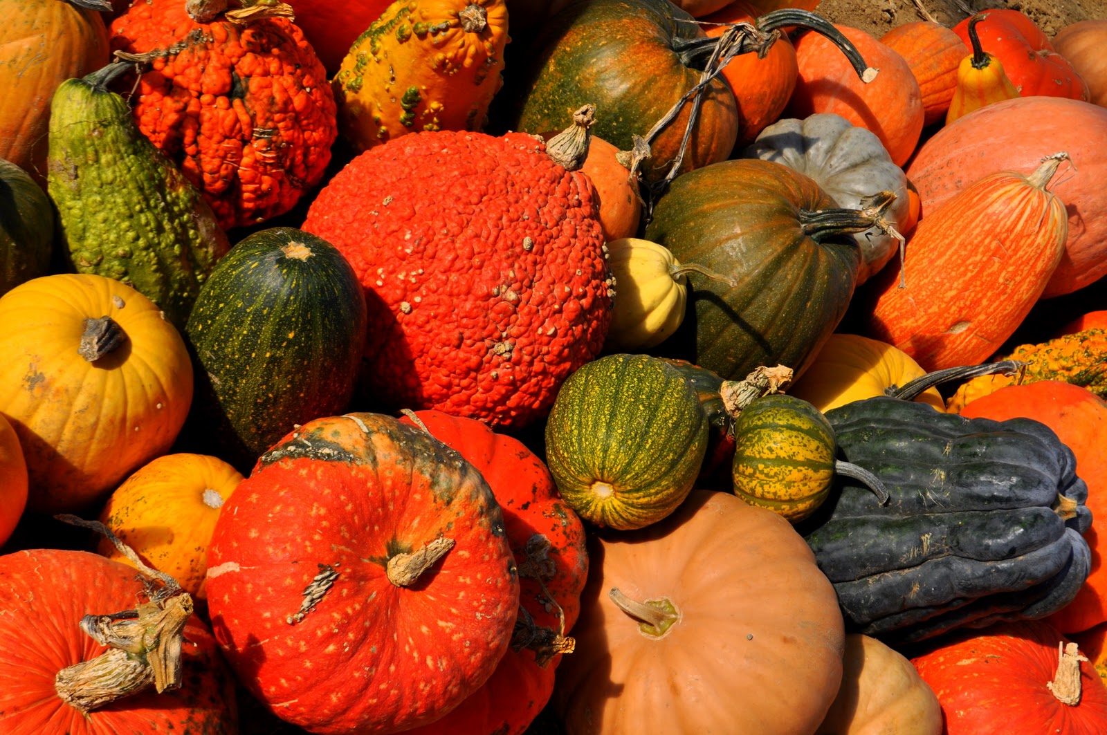 Inching into the Good Life FALL = SQUASH!!!