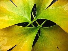 ginkgo biloba